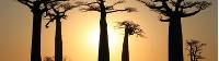 Baobab trees at sunset |  <i>Ken Harris</i>