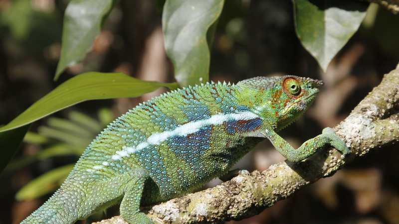 The intriguing chameleon | Ian Williams