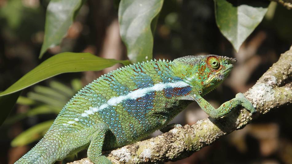 The intriguing chameleon | Ian Williams