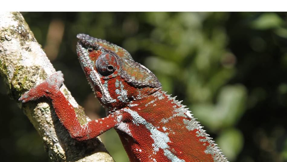 Chameleon in Madagascar | Ian Williams