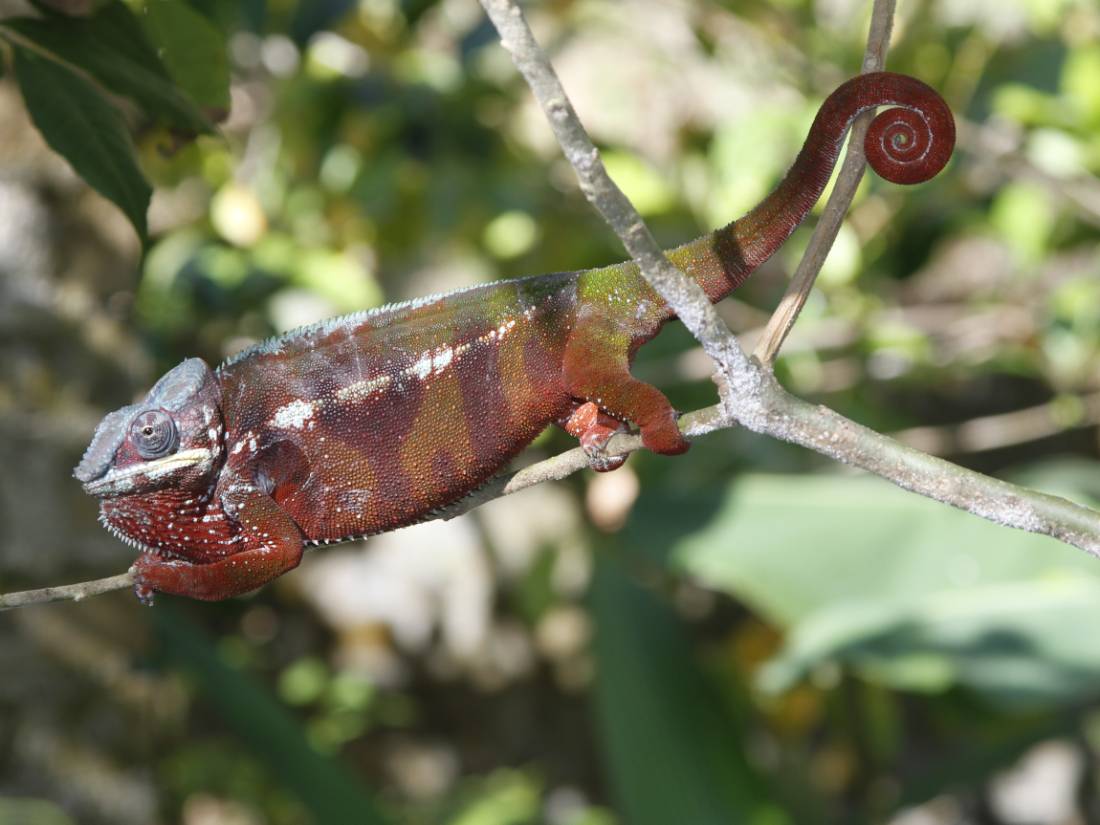Chameleon in Madagascar |  <i>Ian Williams</i>