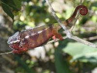 Chameleon in Madagascar -  Photo: Ian Williams