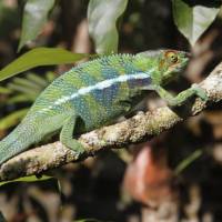 The intriguing chameleon | Ian Williams