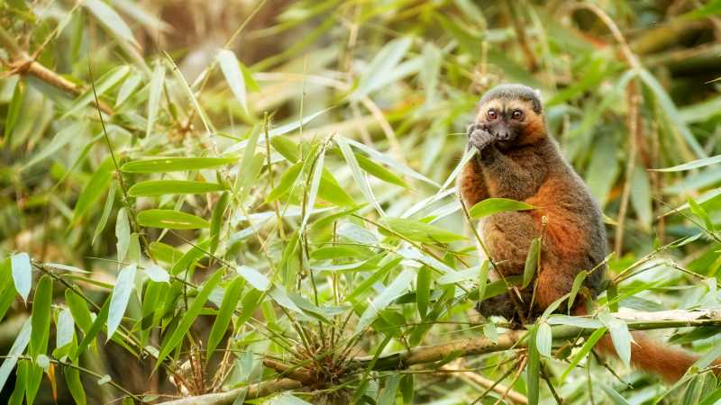 Encounter the critically endangered Golden Bamboo Lemur in the rainforests of Ranomafana National Park.