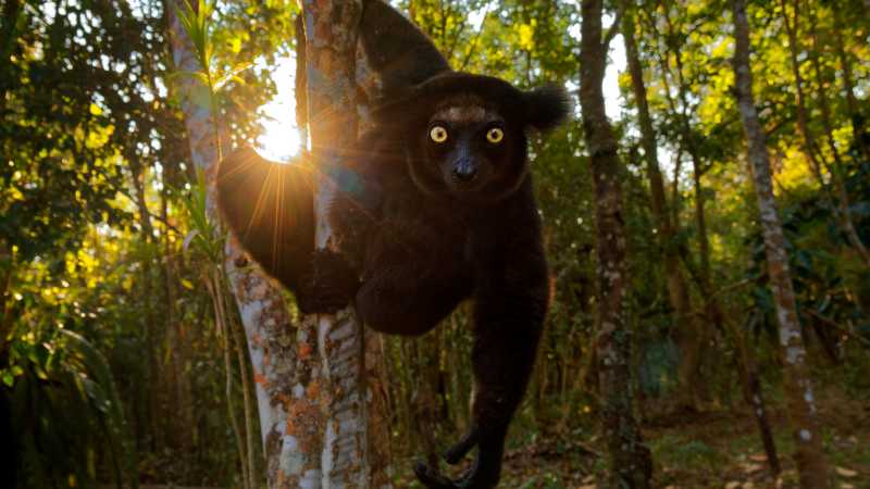 The indri is Madagascar's largest living lemur, renowned for its haunting calls through the rainforest