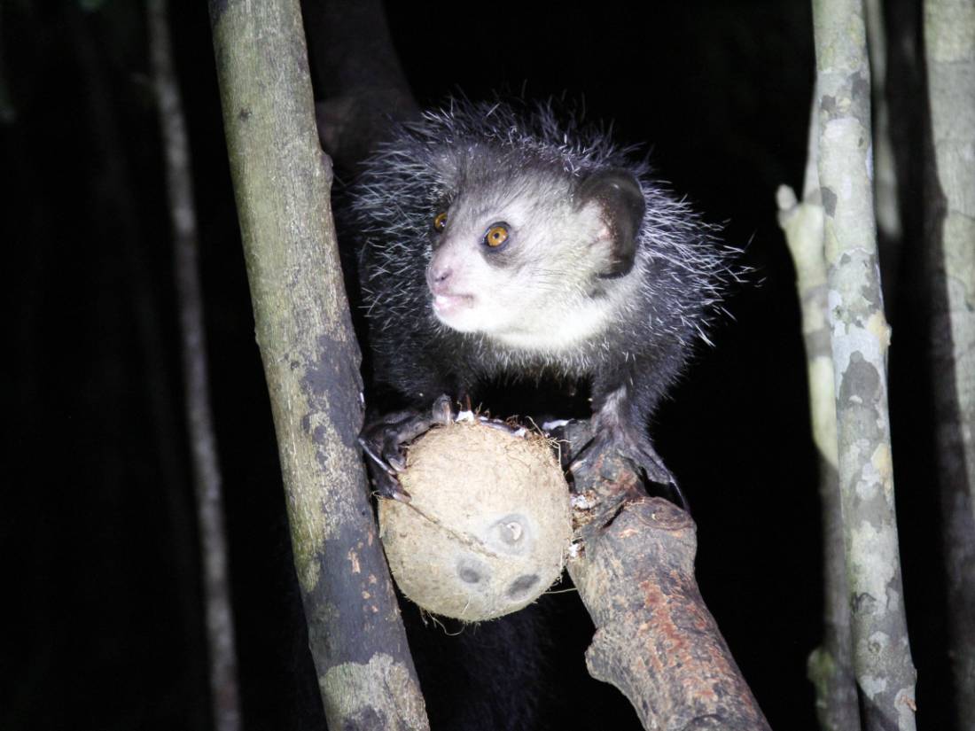Lemur in Pangalanes, Madagascar |  <i>Ian Williams</i>