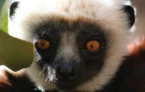 tourhub | World Expeditions | Culture & Wildlife of Madagascar 