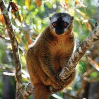Curious Red Fronted Brown Lemur swinging in the trees | Gesine Cheung