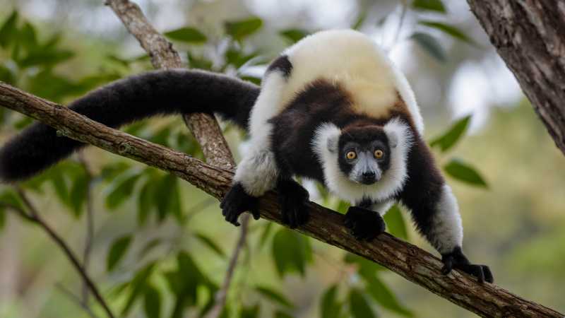 The striking black-and-white ruffed lemur is one of Madagascar's most spectacular rainforest inhabitants