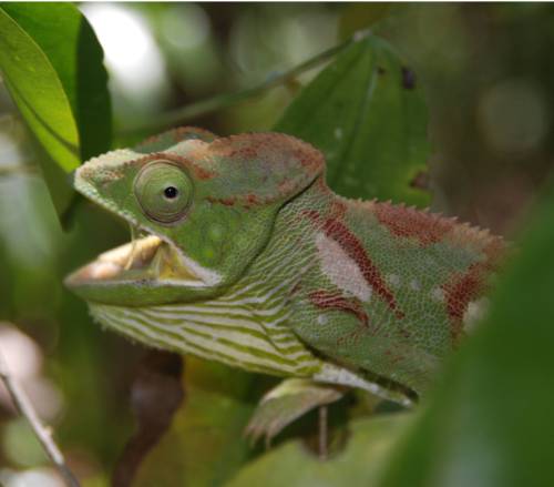 tourhub | World Expeditions | Culture & Wildlife of Madagascar 