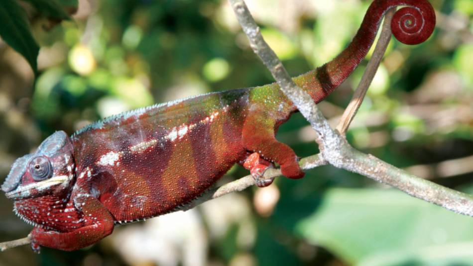 Gorgeous colours on this local Chameleon | Ian Williams