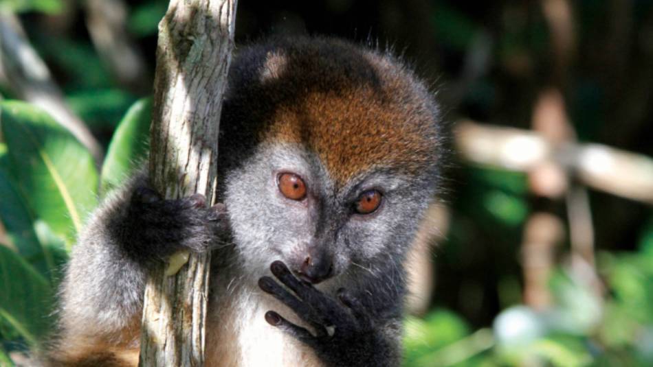 Cheeky lemur playing in the tree tops | Ian Williams