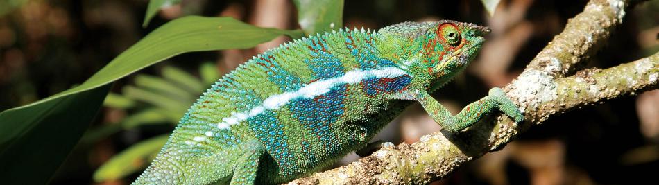 Up close to the weird and wonderful skin of a Chameleon -  Photo: Ian Williams