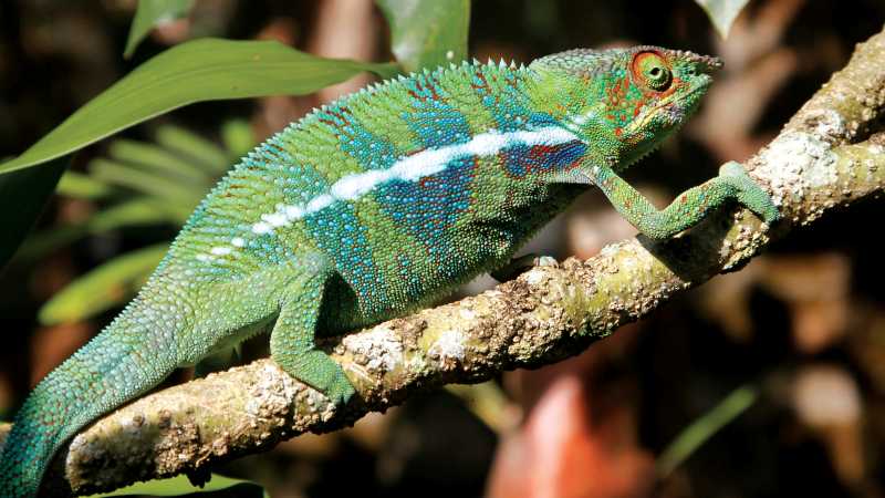Up close to the weird and wonderful skin of a Chameleon | Ian Williams