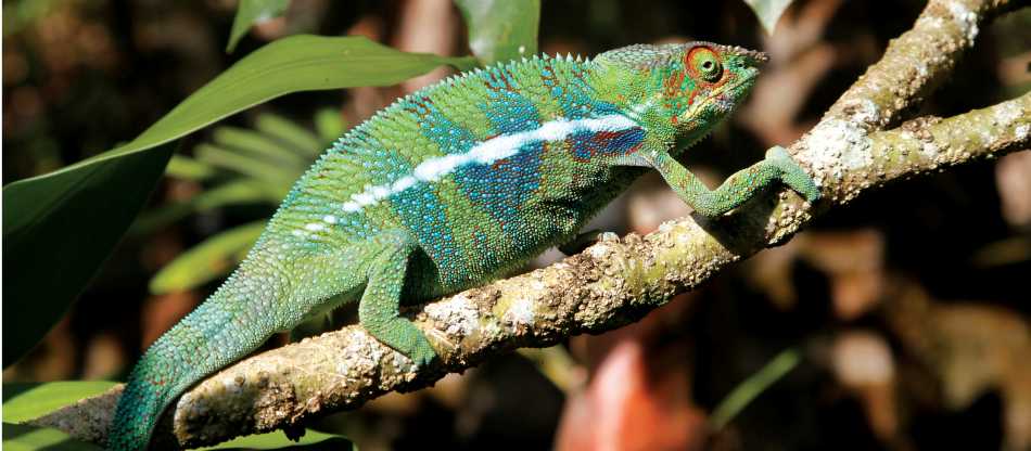 Madagascar Wildlife Safari Tour | Madagascar Adventure Travel