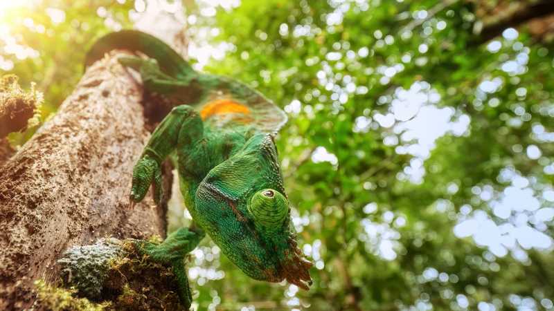 Madagascar is home to remarkable chameleons, including the colourful and impressive Parson's chameleon