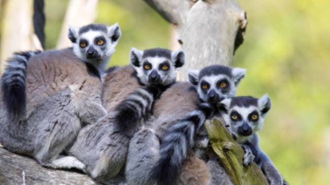 A family of Ring-tailed Lemurs resting on a branch