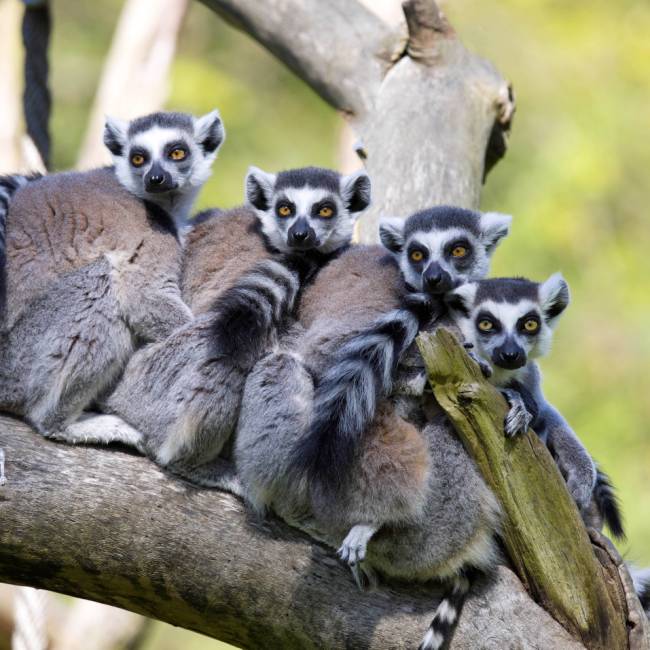 A family of Ring-tailed Lemurs resting on a branch