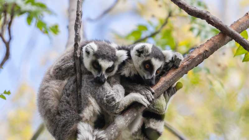 Keep an eye out for the Ring-tailed Lemurs in Madagascar's national parks