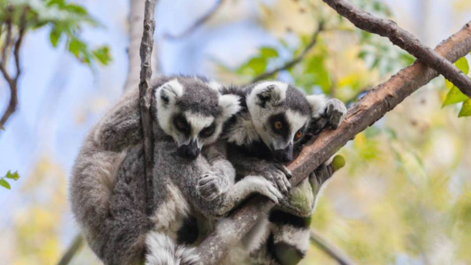 Keep an eye out for the Ring-tailed Lemurs in Madagascar's national parks