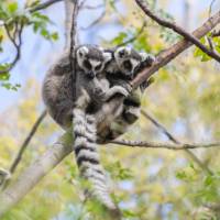Keep an eye out for the Ring-tailed Lemurs in Madagascar's national parks