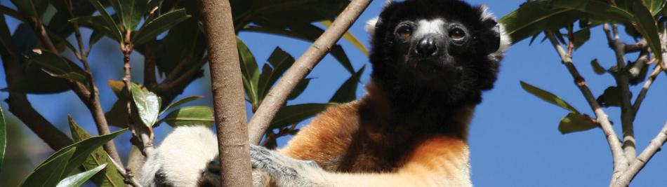 White Lemur in the trees of Madagascar -  Photo: Ken Harris