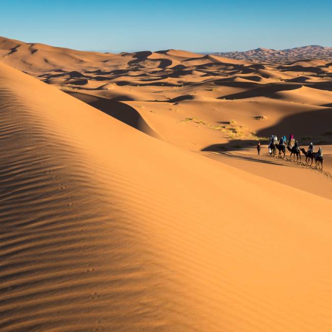 Camel riding on the Erg Chebbi dunes in the Sahara desert | Richard I'Anson