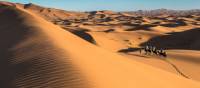 Camel riding on the Erg Chebbi dunes in the Sahara desert | Richard I'Anson