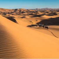 Camel riding on the Erg Chebbi dunes in the Sahara desert | Richard I'Anson