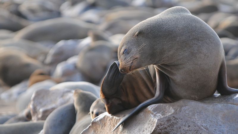 Namibia wildlife viewing across a resting cape fur seal colony - Namibia and Botswana Explorer, Zambia