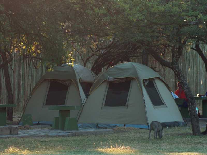 Comfortable camping in Etosha National Park, even the warthog enjoy the surrounds. | Carolina De Figueiredo