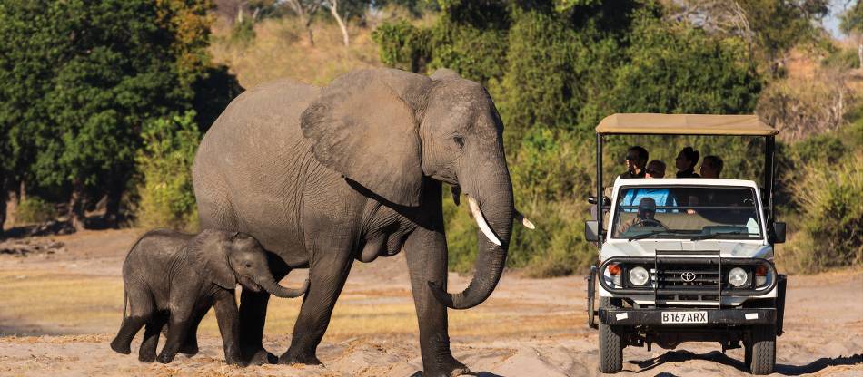 What is a Safari? Wildlife Safari in Africa