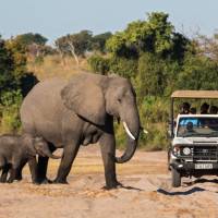 Game drive in Chobe National Park | Peter Walton
