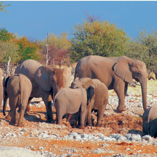 A herd of elephants in Etosha National Park | Sue Badyari