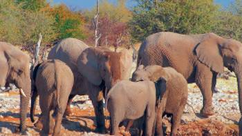 Elephant Etosha National Park,Sue Badyari A herd of elephants in Etosha National Park