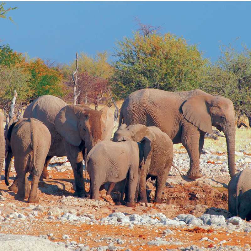 A herd of elephants in Etosha National Park | Sue Badyari