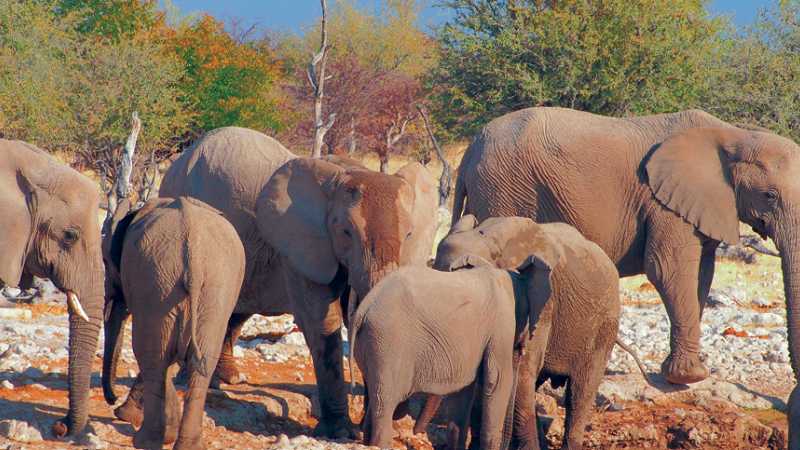 A herd of elephants in Etosha National Park | Sue Badyari