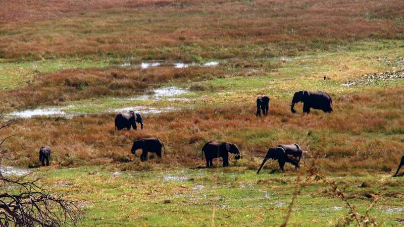 A herd of Elephants enjoy themselves | Sue Badyari