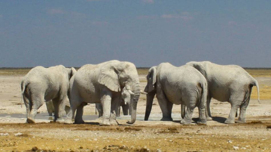 Elephants in Etosha National Park | Michieu Lourens