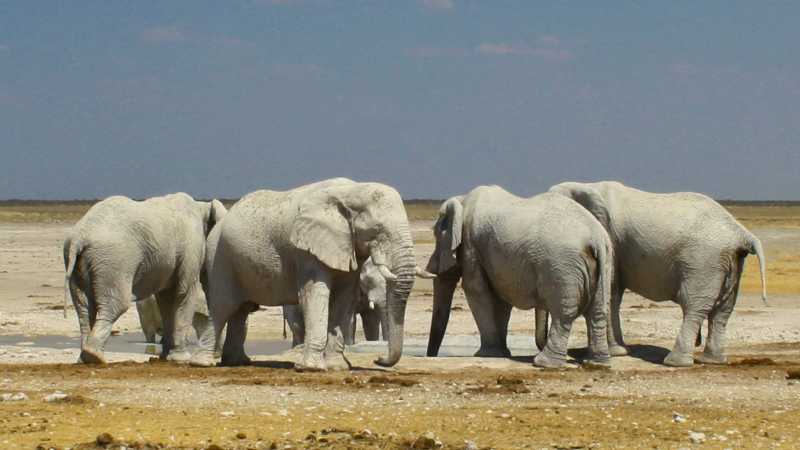 Elephants in Etosha National Park | Michieu Lourens