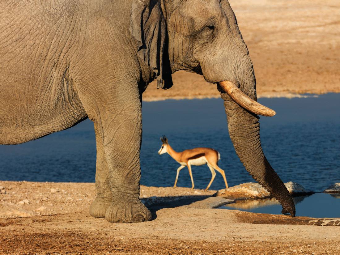 Enjoy all creatures, great and small, in Etosha National Park |  <i>Peter Walton</i>