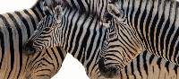 Zebra in Etosha National Park | Peter Walton