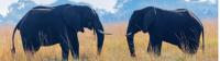 The open grasslands of Etosha National Park -  Photo: Peter Walton