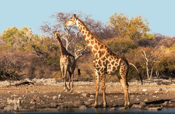 Wildlife viewing in Etosha National Park -  Photo: Peter Walton