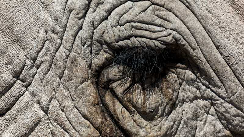 Wildlife viewing in Etosha National Park | Peter Walton
