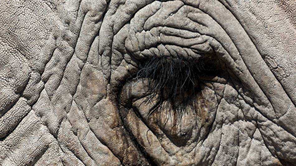 Wildlife viewing in Etosha National Park | Peter Walton