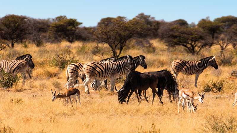Wildlife viewing in Etosha National Park | Peter Walton