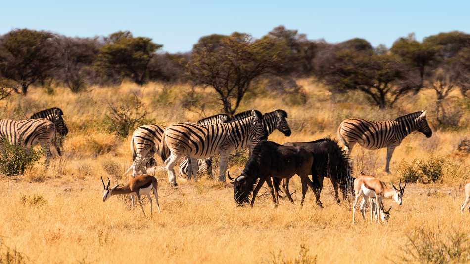 Wildlife viewing in Etosha National Park | Peter Walton
