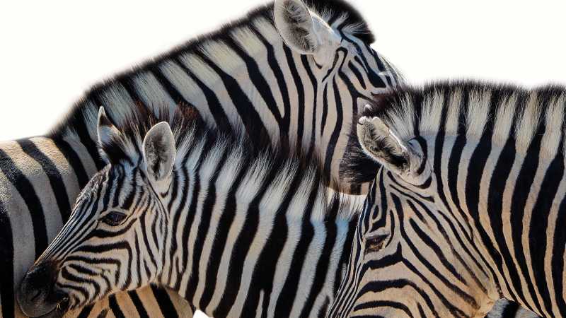 Zebra in Etosha National Park | Peter Walton