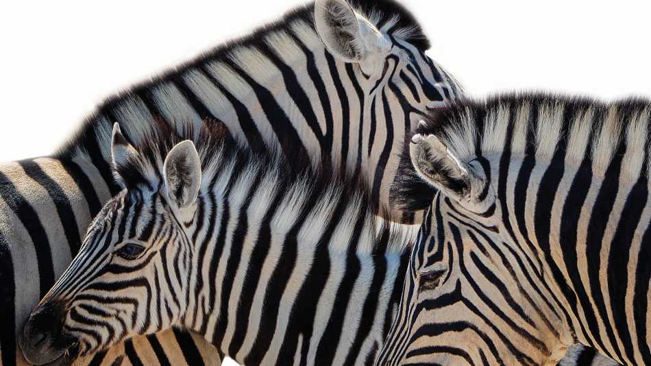 Zebra in Etosha National Park | Peter Walton